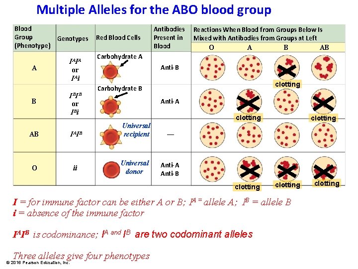 Multiple Alleles for the ABO blood group Blood Group Genotypes (Phenotype) A B IAIA