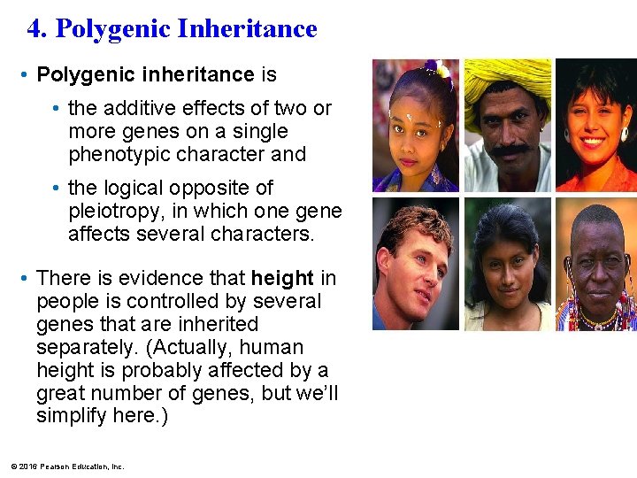 4. Polygenic Inheritance • Polygenic inheritance is • the additive effects of two or