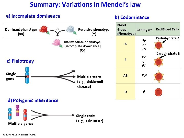 Summary: Variations in Mendel’s law a) incomplete dominance Dominant phenotype (RR) b) Codominance Recessive