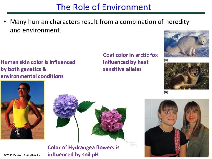 The Role of Environment • Many human characters result from a combination of heredity