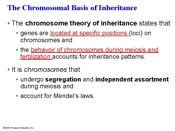 The Chromosomal Basis of Inheritance • The chromosome theory of inheritance states that •
