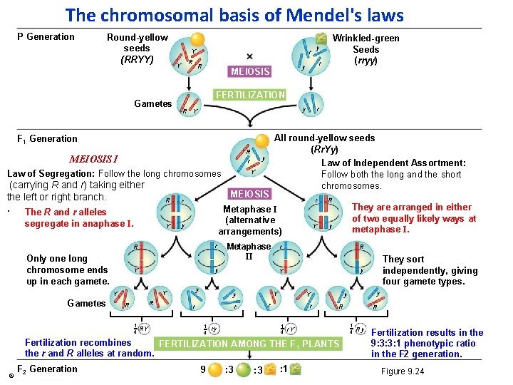 The chromosomal basis of Mendel's laws P Generation Round-yellow seeds (RRYY) Gametes Y r