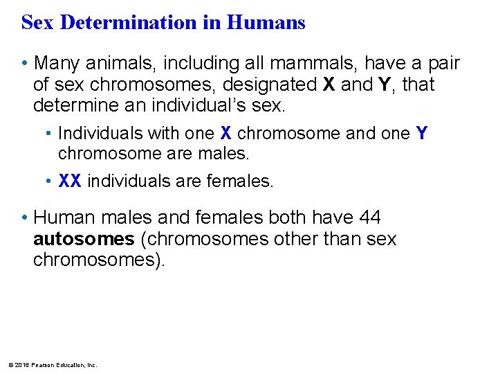 Sex Determination in Humans • Many animals, including all mammals, have a pair of