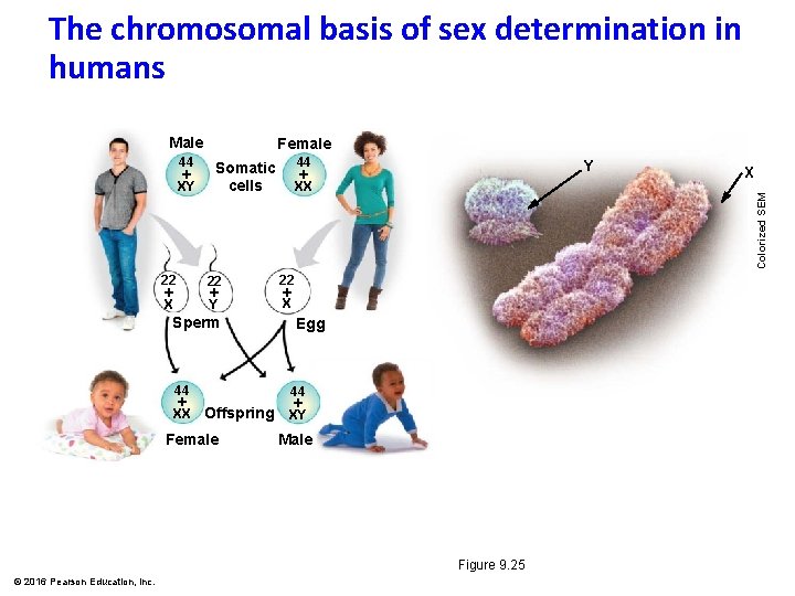 The chromosomal basis of sex determination in humans Male 22 X 22 Y Sperm