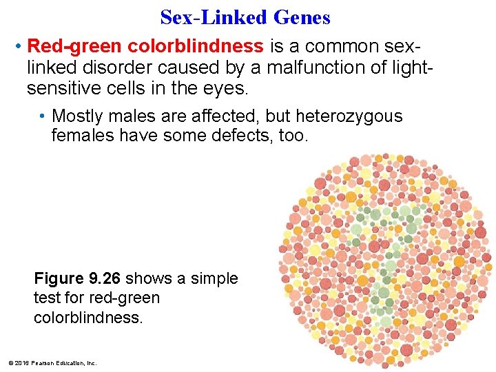 Sex-Linked Genes • Red-green colorblindness is a common sexlinked disorder caused by a malfunction