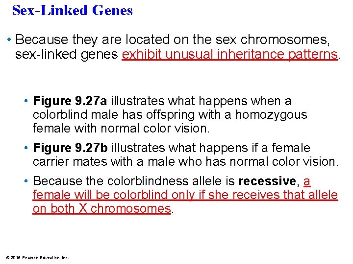 Sex-Linked Genes • Because they are located on the sex chromosomes, sex-linked genes exhibit