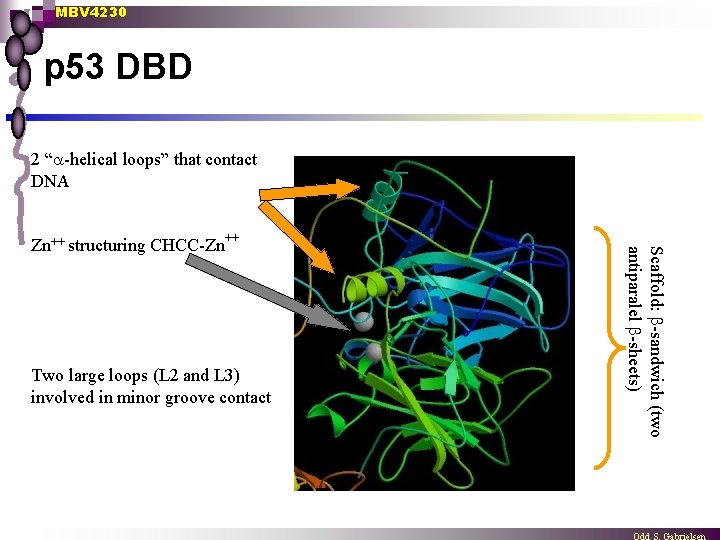 MBV 4230 p 53 DBD 2 “ -helical loops” that contact DNA Two large