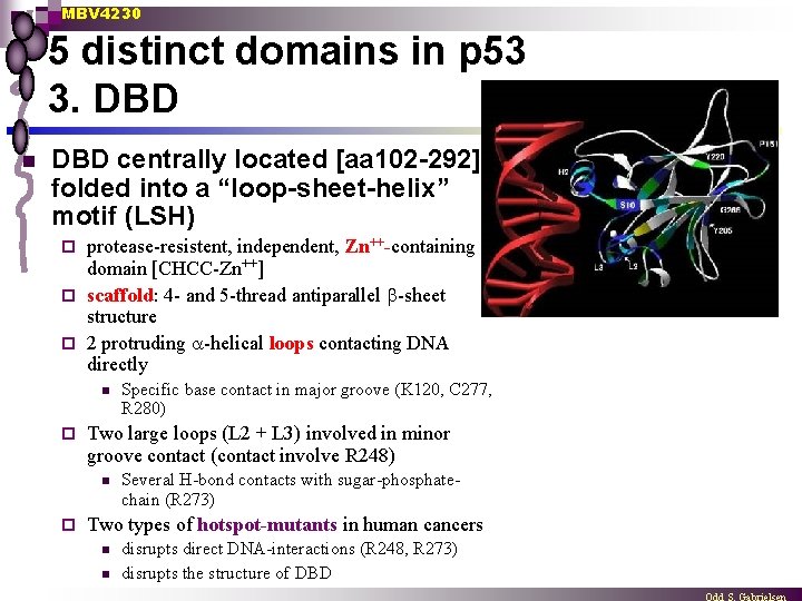 MBV 4230 5 distinct domains in p 53 3. DBD n DBD centrally located