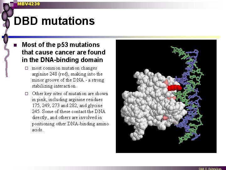 MBV 4230 DBD mutations n Most of the p 53 mutations that cause cancer