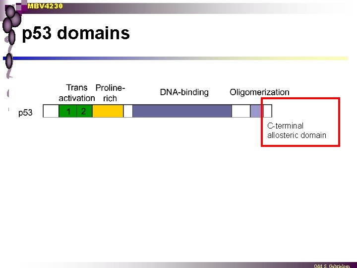 MBV 4230 p 53 domains C-terminal allosteric domain 