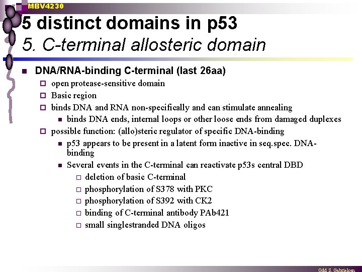 MBV 4230 5 distinct domains in p 53 5. C-terminal allosteric domain n DNA/RNA-binding