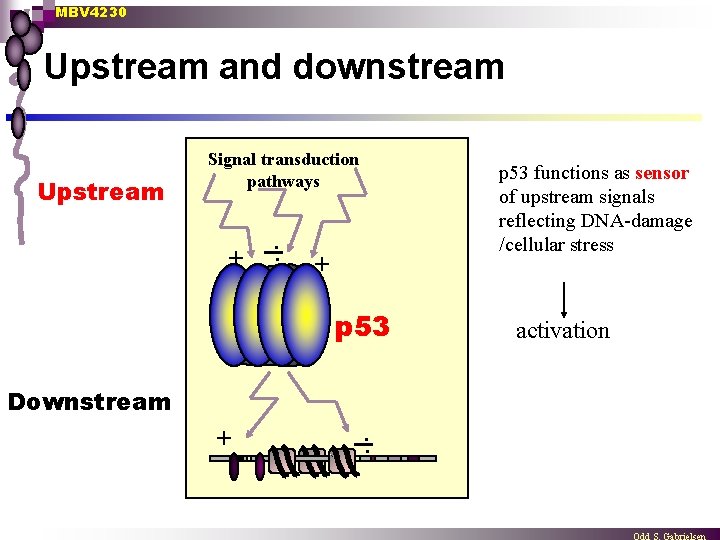 MBV 4230 Upstream and downstream Upstream Signal transduction pathways + . . p 53