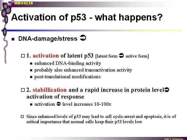 MBV 4230 Activation of p 53 - what happens? n DNA-damage/stress ¨ 1. n