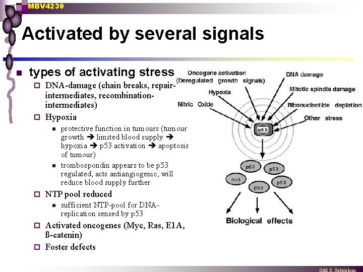 MBV 4230 Activated by several signals n types of activating stress DNA-damage (chain breaks,