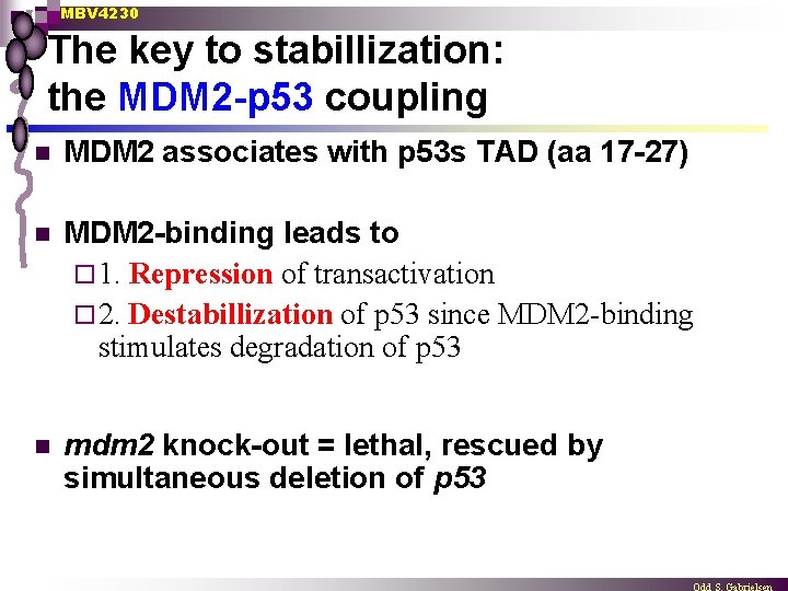 MBV 4230 The key to stabillization: the MDM 2 -p 53 coupling n MDM