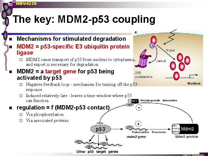 MBV 4230 The key: MDM 2 -p 53 coupling n n Mechanisms for stimulated