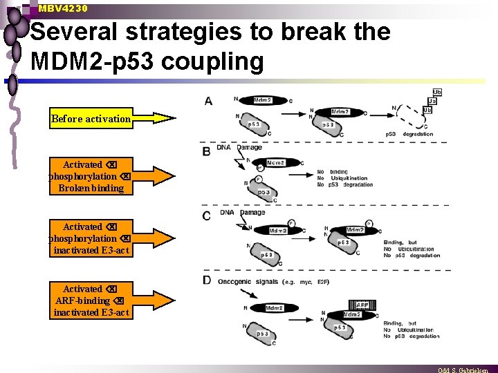 MBV 4230 Several strategies to break the MDM 2 -p 53 coupling Before activation