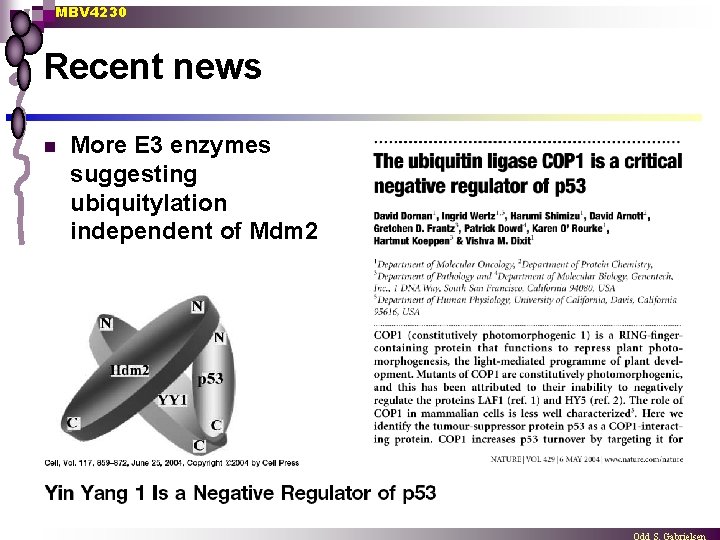 MBV 4230 Recent news n More E 3 enzymes suggesting ubiquitylation independent of Mdm