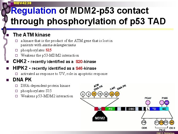 MBV 4230 Regulation of MDM 2 -p 53 contact through phosphorylation of p 53