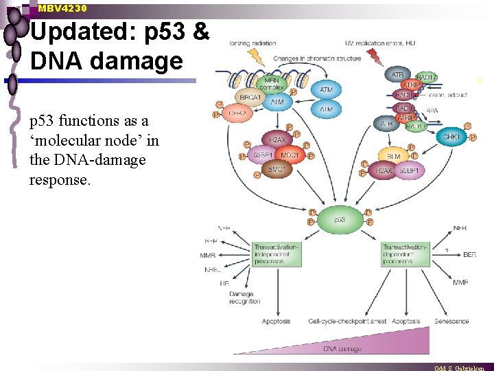 MBV 4230 Updated: p 53 & DNA damage p 53 functions as a ‘molecular