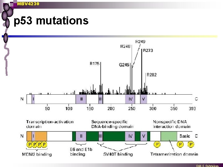 MBV 4230 p 53 mutations 