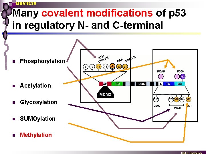 MBV 4230 Many covalent modifications of p 53 in regulatory N- and C-terminal n