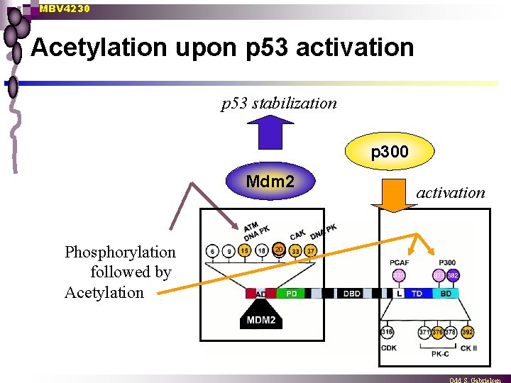 MBV 4230 Acetylation upon p 53 activation p 53 stabilization p 300 Mdm 2