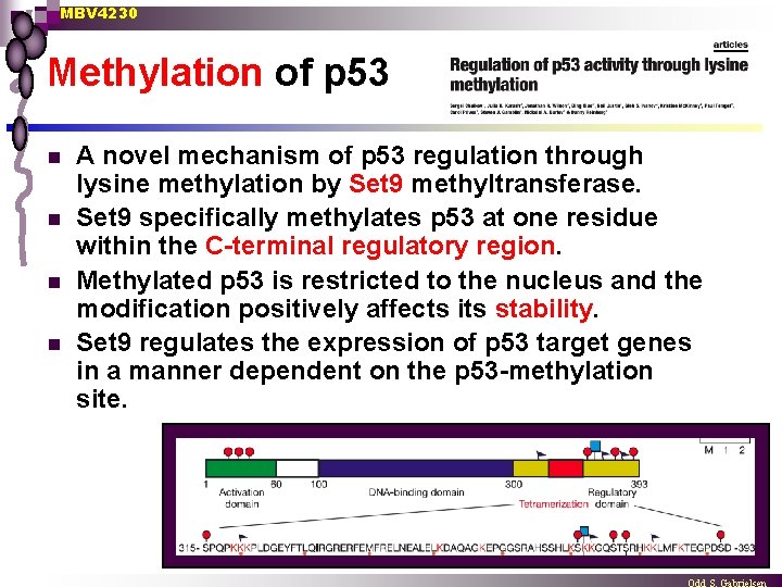 MBV 4230 Methylation of p 53 n n A novel mechanism of p 53