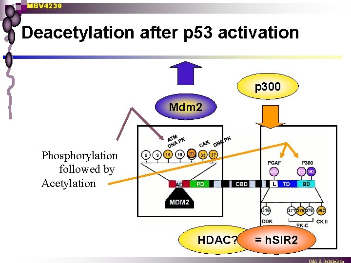 MBV 4230 Deacetylation after p 53 activation p 300 Mdm 2 Phosphorylation followed by