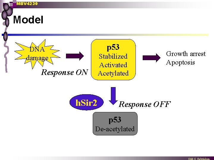 MBV 4230 Model p 53 DNA damage Stabilized Activated Acetylated Response ON h. Sir