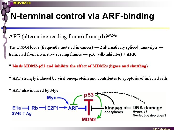 MBV 4230 N-terminal control via ARF-binding ARF (alternative reading frame) from p 16 INK