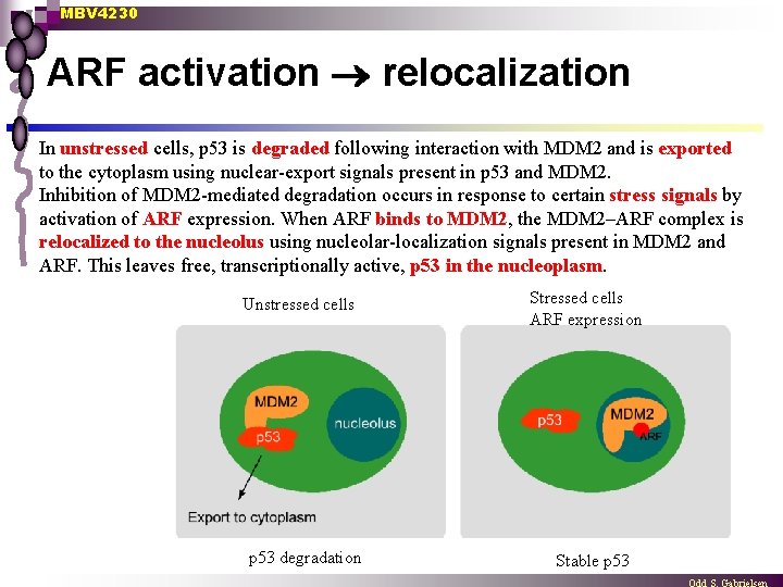 MBV 4230 ARF activation relocalization In unstressed cells, p 53 is degraded following interaction