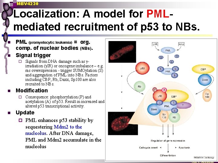 MBV 4230 Localization: A model for PMLmediated recruitment of p 53 to NBs. n