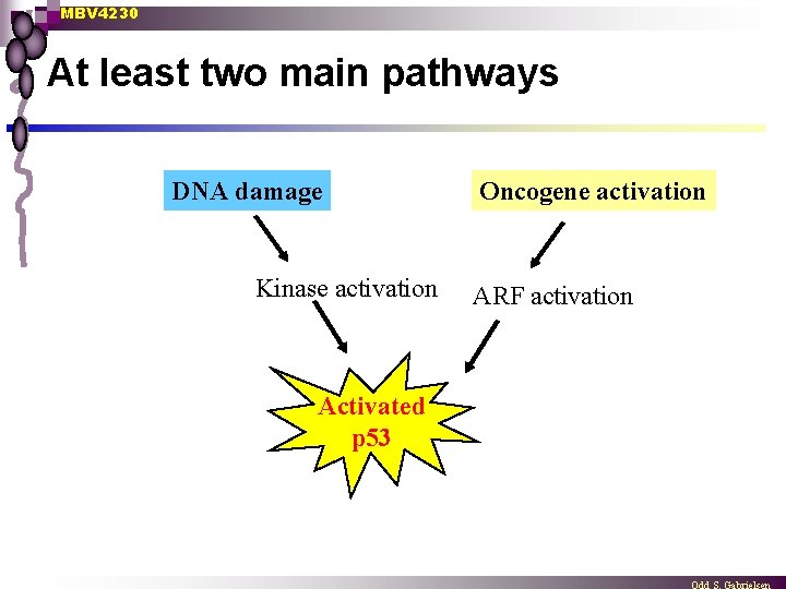 MBV 4230 At least two main pathways DNA damage Kinase activation Activated p 53
