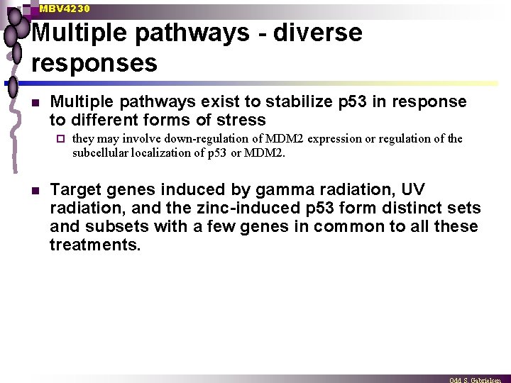 MBV 4230 Multiple pathways - diverse responses n Multiple pathways exist to stabilize p