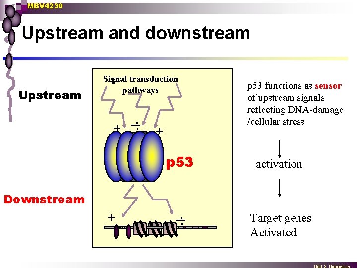 MBV 4230 Upstream and downstream Upstream Signal transduction pathways + . . p 53