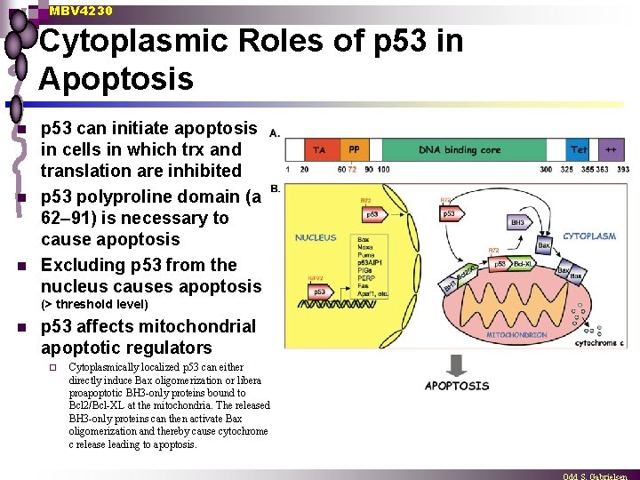 MBV 4230 Cytoplasmic Roles of p 53 in Apoptosis n n n p 53