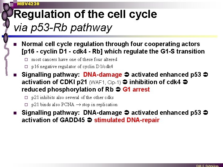 MBV 4230 Regulation of the cell cycle via p 53 -Rb pathway n Normal
