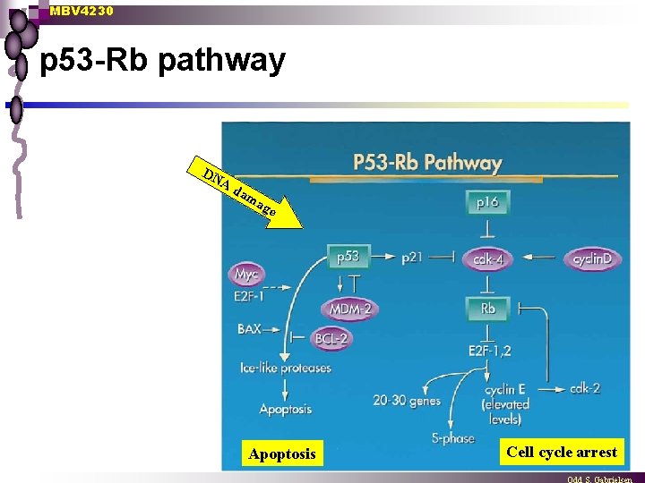 MBV 4230 p 53 -Rb pathway DN Ad am ag e Apoptosis Cell cycle