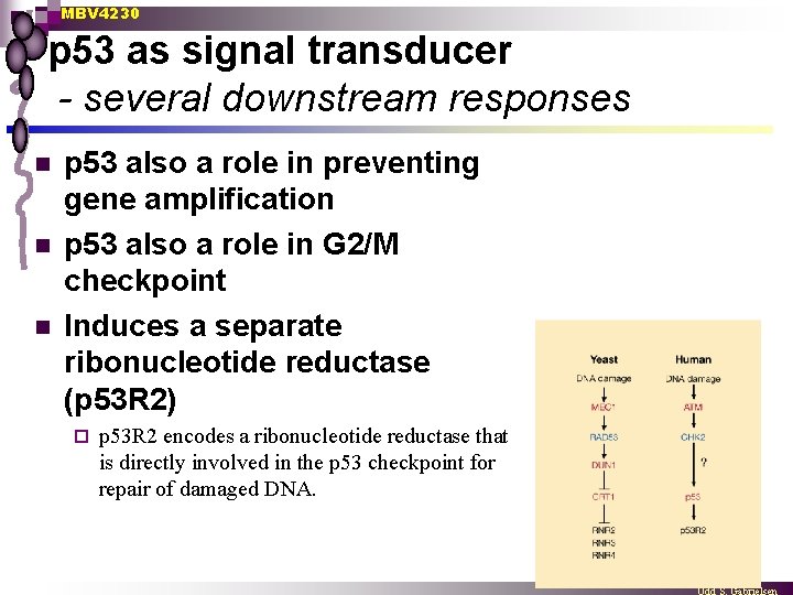 MBV 4230 p 53 as signal transducer - several downstream responses n n n