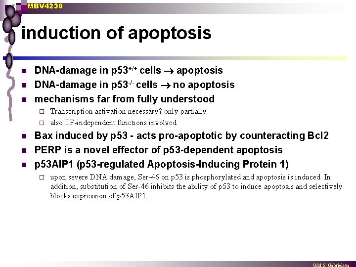 MBV 4230 induction of apoptosis n n n DNA-damage in p 53+/+ cells apoptosis