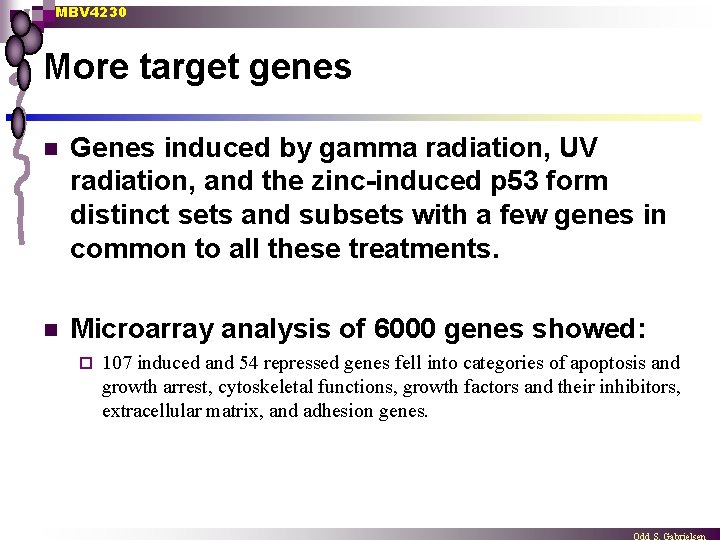 MBV 4230 More target genes n Genes induced by gamma radiation, UV radiation, and