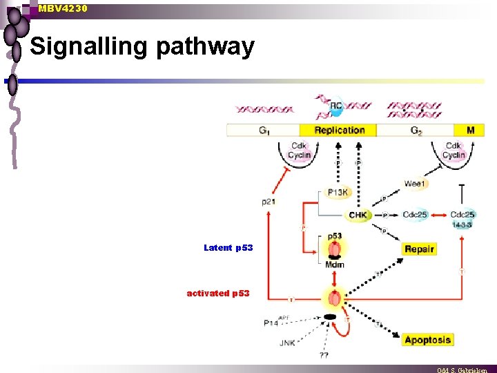 MBV 4230 Signalling pathway Latent p 53 activated p 53 