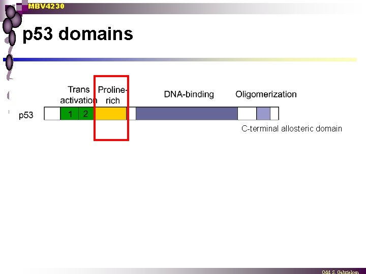 MBV 4230 p 53 domains C-terminal allosteric domain 