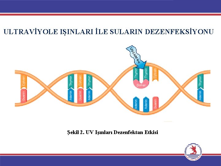 ULTRAVİYOLE IŞINLARI İLE SULARIN DEZENFEKSİYONU Şekil 2. UV Işınları Dezenfektan Etkisi 