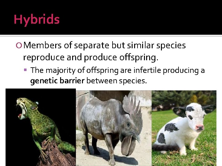 Hybrids Members of separate but similar species reproduce and produce offspring. The majority of