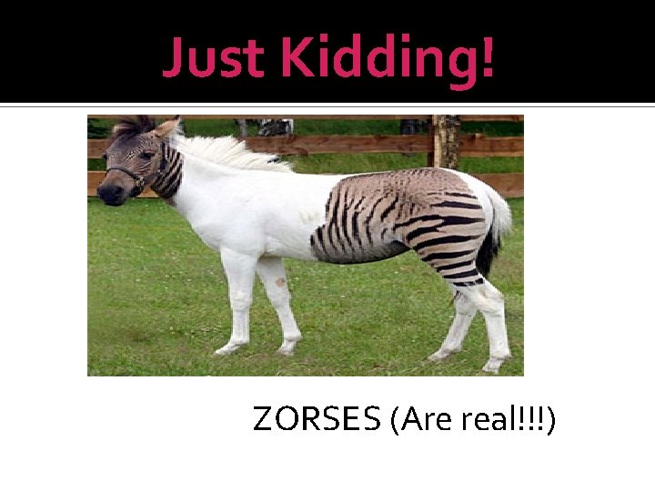 Just Kidding! ZORSES (Are real!!!) 