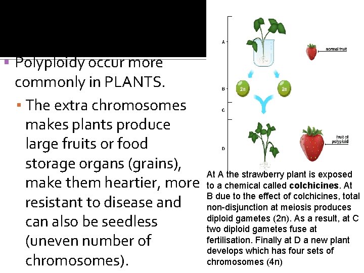  Polyploidy occur more commonly in PLANTS. ▪ The extra chromosomes makes plants produce