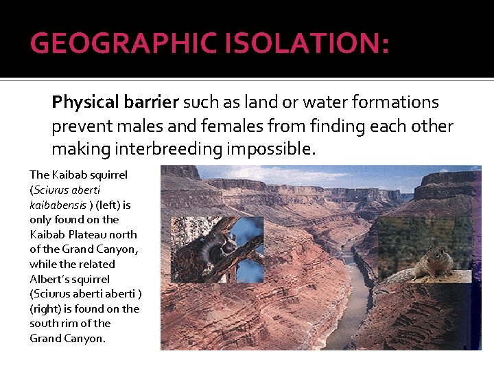 GEOGRAPHIC ISOLATION: Physical barrier such as land or water formations prevent males and females