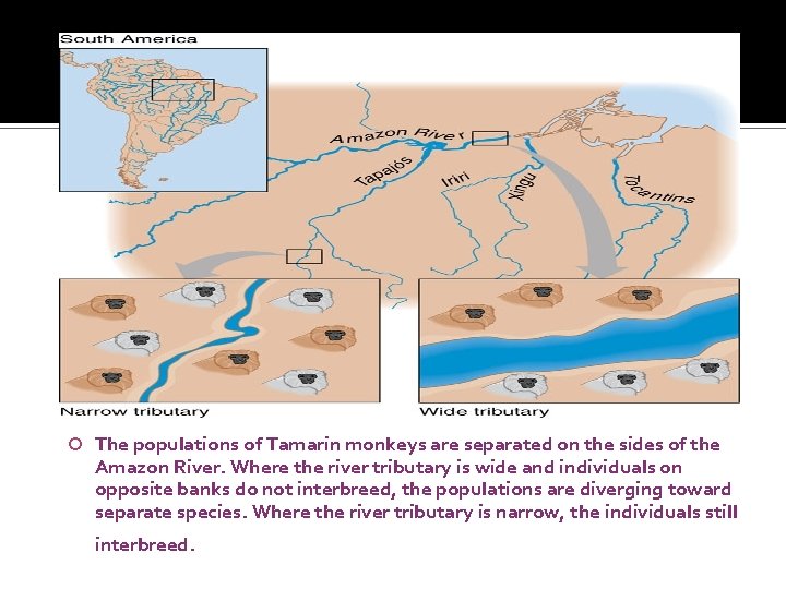  The populations of Tamarin monkeys are separated on the sides of the Amazon